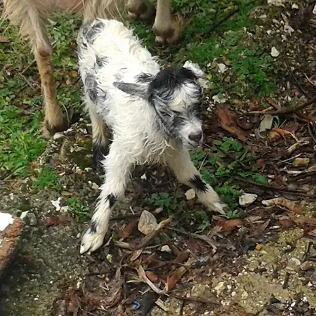 Agrotourism 게스트하우스 히마레