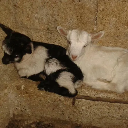 Pensión Agrotourism