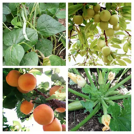 Pensión Agrotourism Himarë