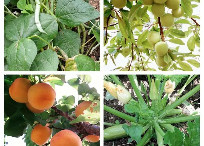 Vendégház Agrotourism Himara